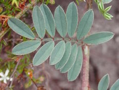 Indigofera declinata