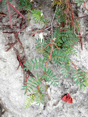 Indigofera declinata