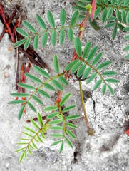 Indigofera declinata