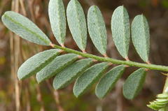 Indigofera declinata