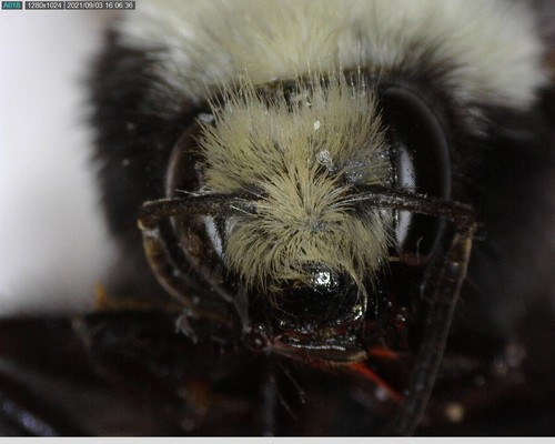 iNaturalist observation photo of Yellow-faced Bumble Bee