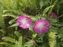Ipomoea orizabensis novogaliciana
