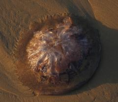 Eupilema inexpectata