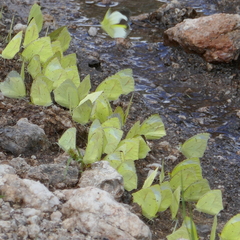 Abaeis mexicana