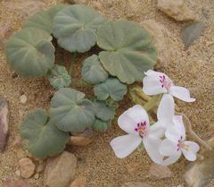 Pelargonium sibthorpiifolium