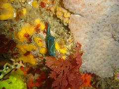 Tambja capensis