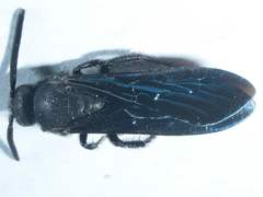 Scolia dubia haematodes