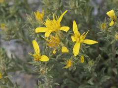 Ericameria watsonii
