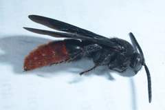 Scolia dubia haematodes