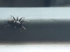 Latonigena auricomis