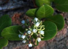 Cynanchum natalitium