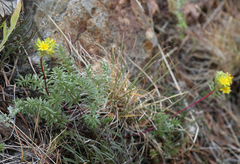 Ivesia webberi
