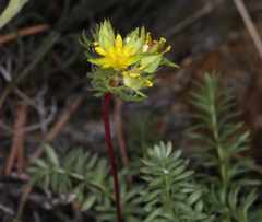 Ivesia webberi