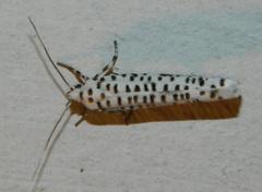 Yponomeuta strigillatus