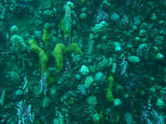 Eunephthya thyrsoidea