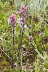 Castilleja parviflora parviflora