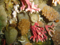 Eunephthya thyrsoidea