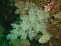 Eunephthya thyrsoidea