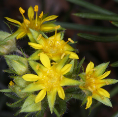 Ivesia webberi
