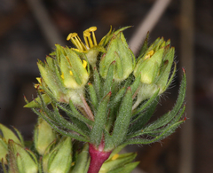 Ivesia webberi