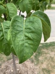 Syringa reticulata