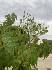 Syringa reticulata