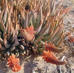 Aloe claviflora