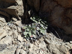 Celmisia cockayneana