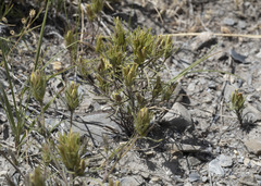 Cordylanthus ramosus