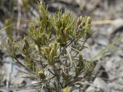 Cordylanthus ramosus