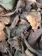 Eleutherodactylus planirostris