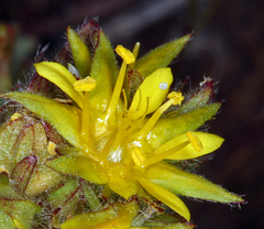 Ivesia webberi