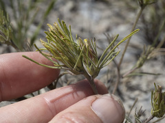 Cordylanthus ramosus