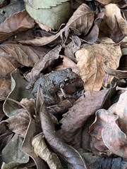 Eleutherodactylus planirostris