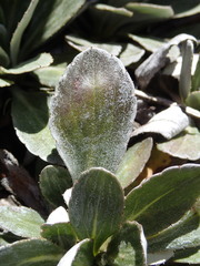 Celmisia cockayneana