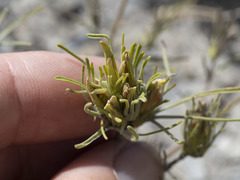 Cordylanthus ramosus