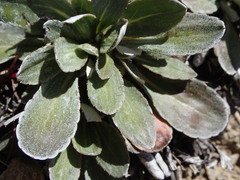 Celmisia cockayneana