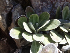 Celmisia cockayneana