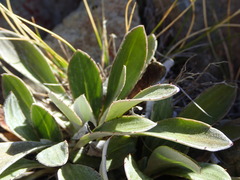 Celmisia cockayneana