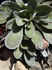 Celmisia cockayneana