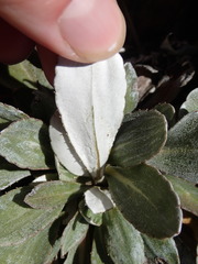 Celmisia cockayneana