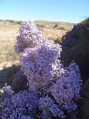 Jamesbrittenia ramosissima