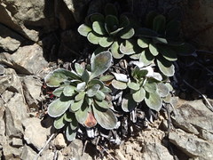 Celmisia cockayneana