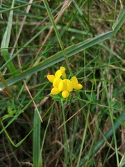 Lotus corniculatus