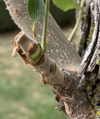 Fraxinus pennsylvanica