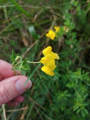 Lotus corniculatus