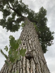 Fraxinus pennsylvanica