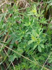 Lotus corniculatus