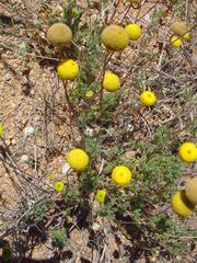 Foveolina dichotoma