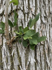 Fraxinus pennsylvanica